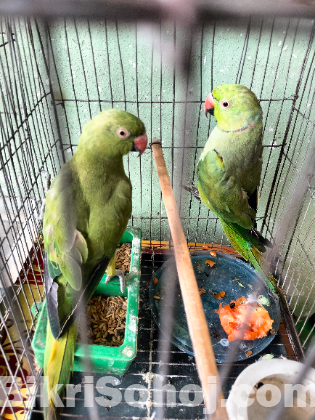 ইন্ডিয়ান রিংনেক টিয়া